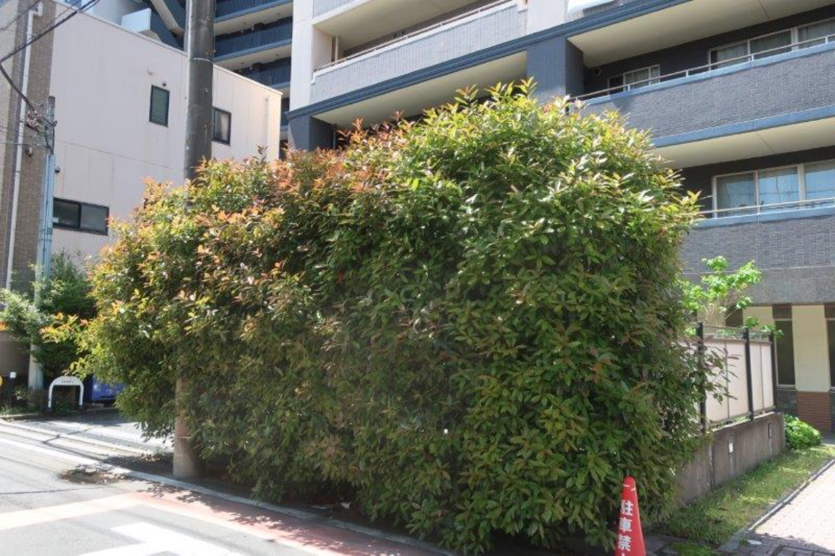 2025.05埼玉県さいたま市-登録会員様に 植樹伐採 案件のご紹介をさせていただきました