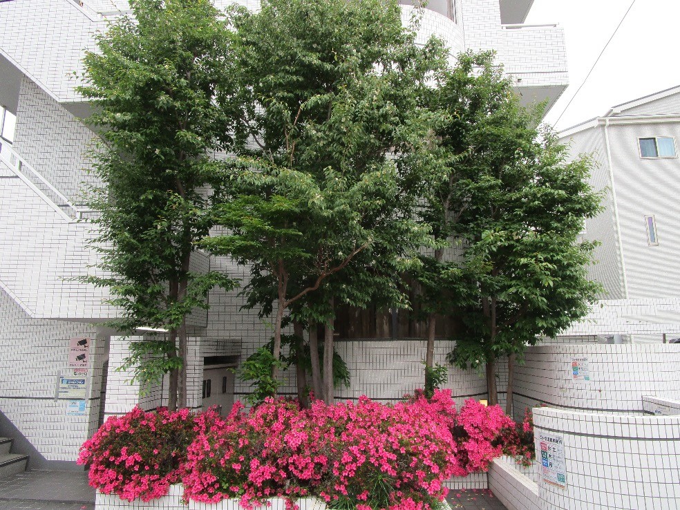 【植栽伐採】2025.06 神奈川県相模原市-株式会社ZO社様への施工紹介
