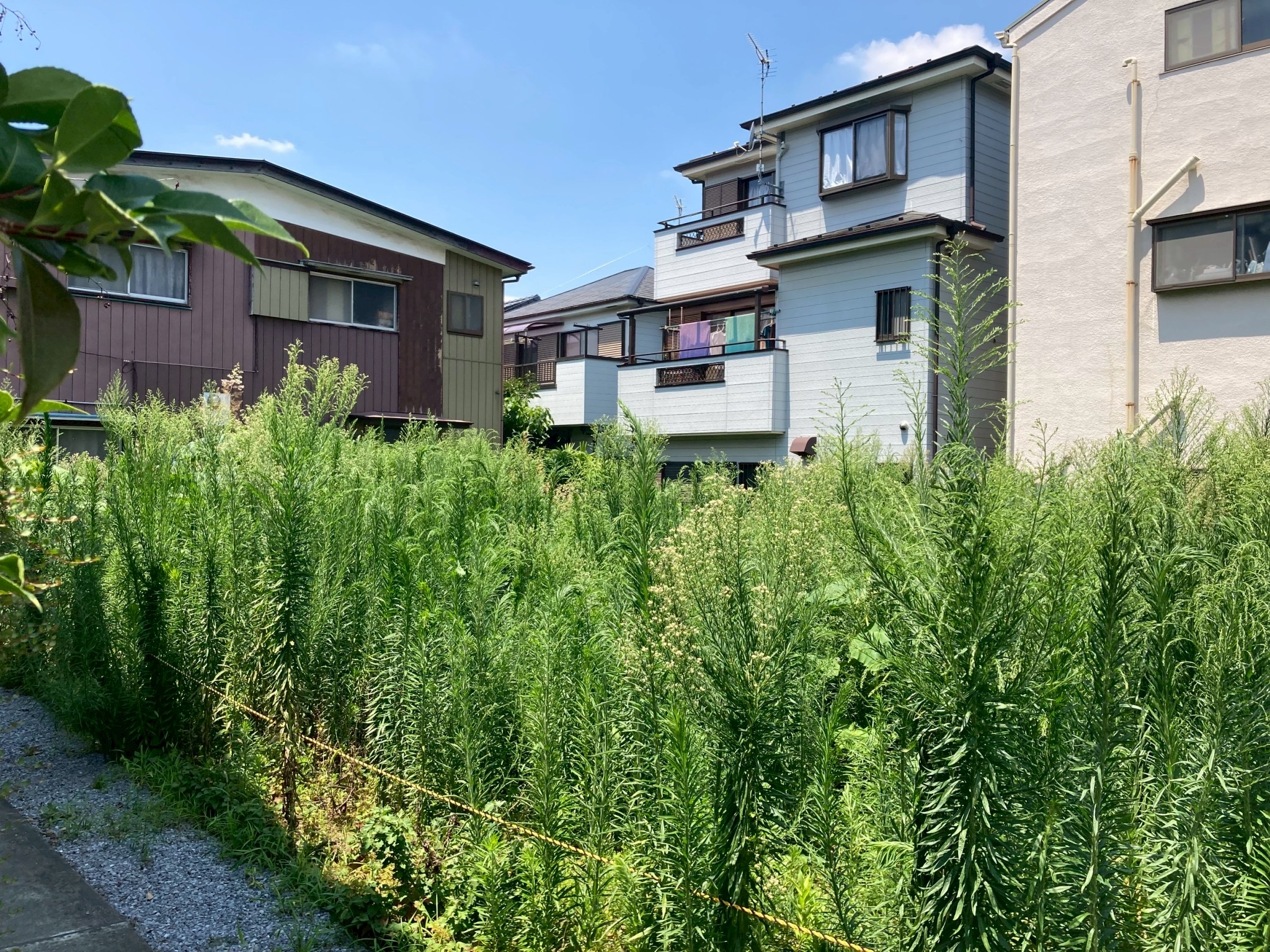 【植栽伐採】2025.07 埼玉県朝霞市-株式会社ZO社様への施工紹介