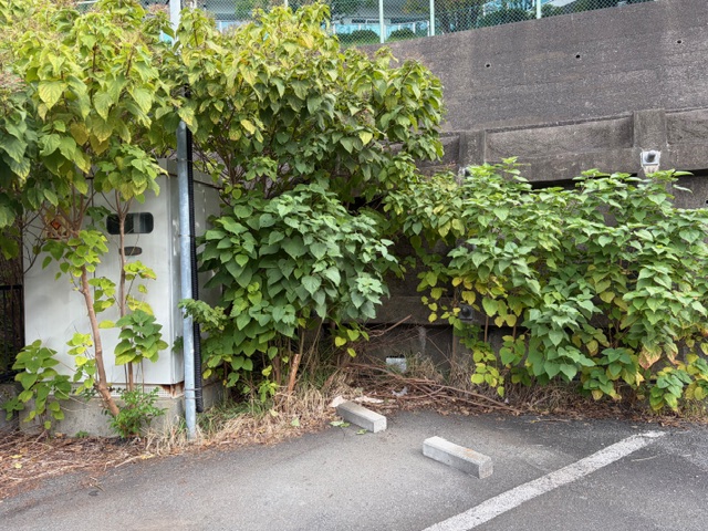 【横浜市神奈川区】不動産業者T社様から草木伐採依頼→不用品回収業者の株式会社ZO様が施行しました